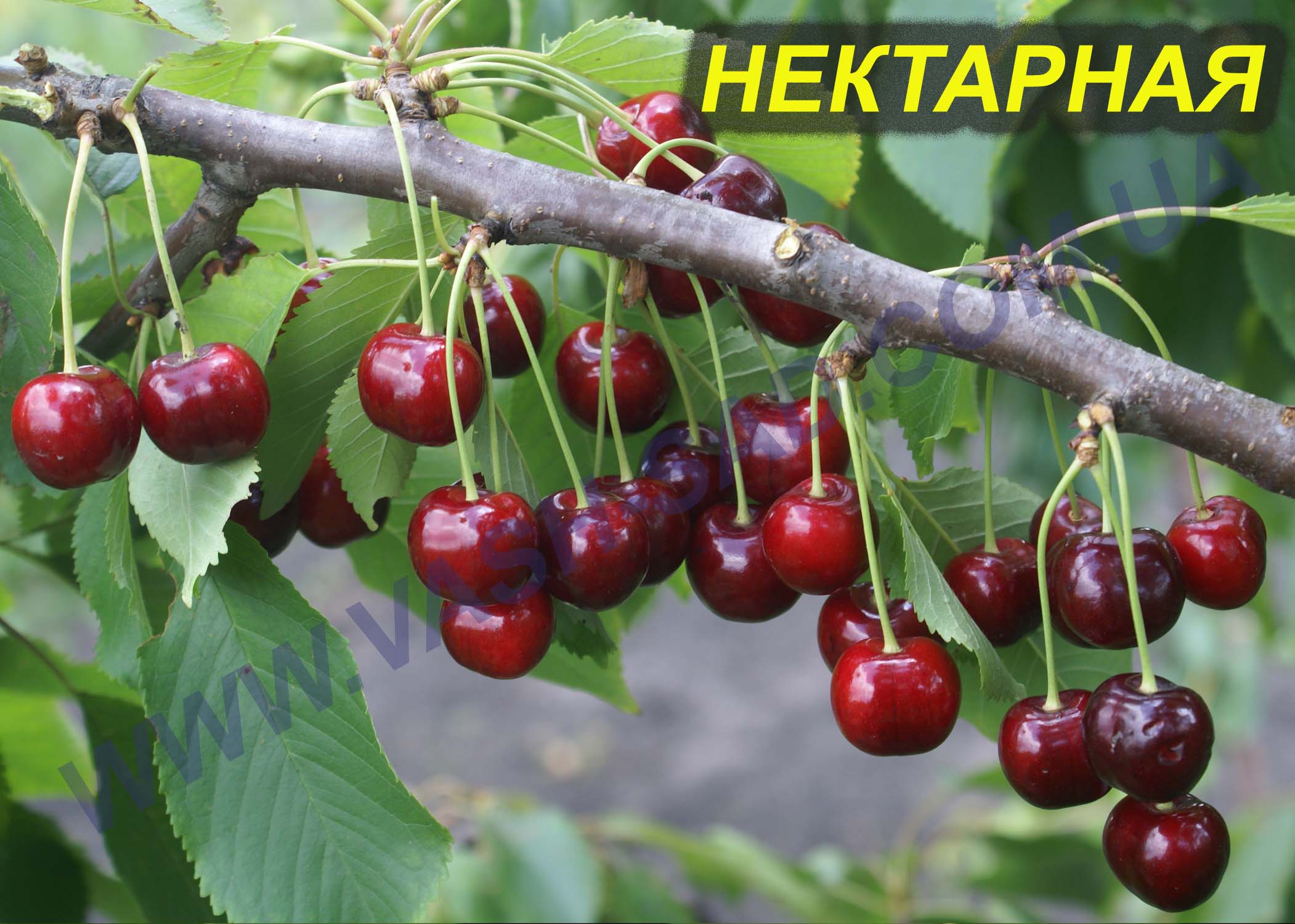 Нектарная