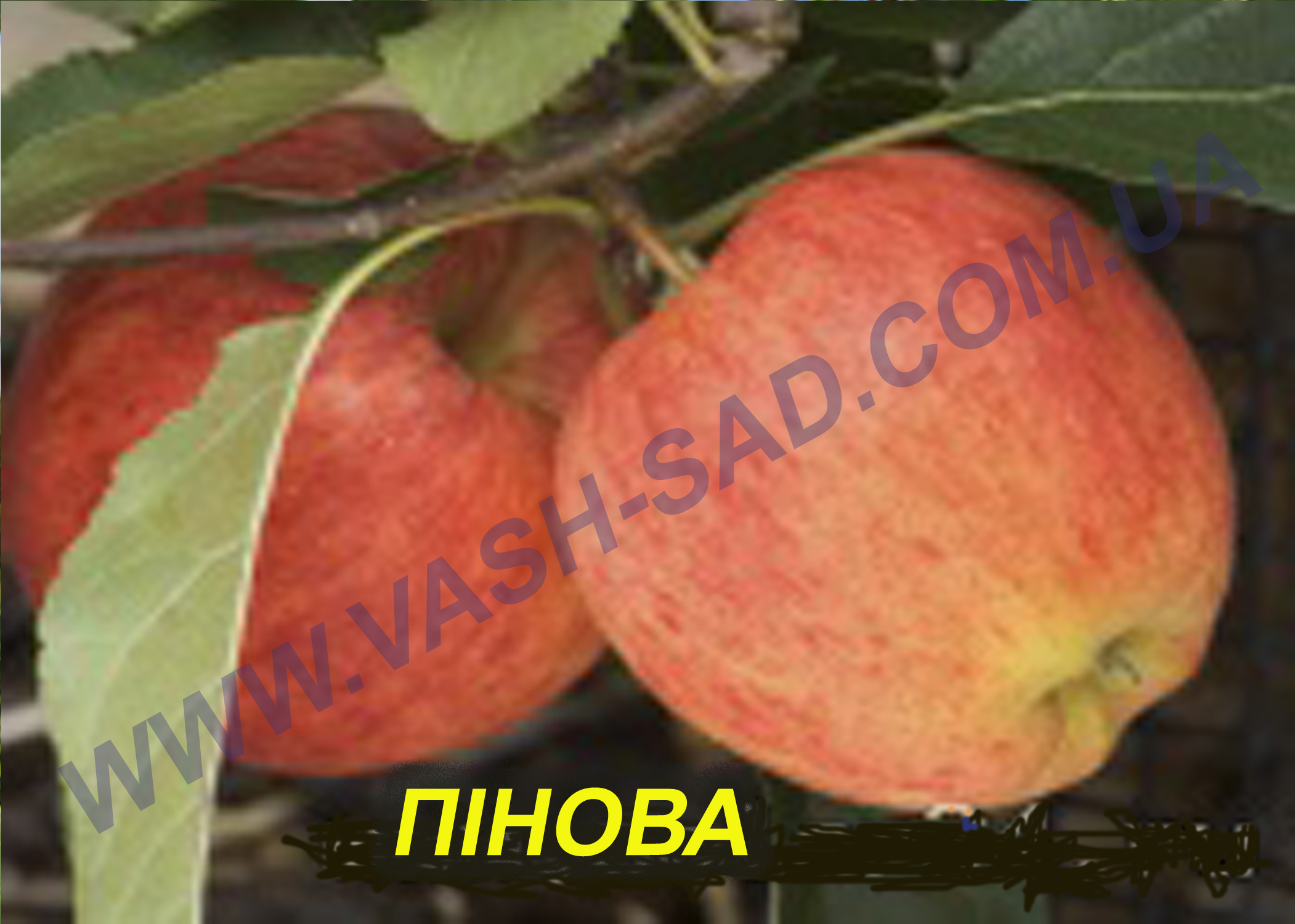 Яблуня, Пінова