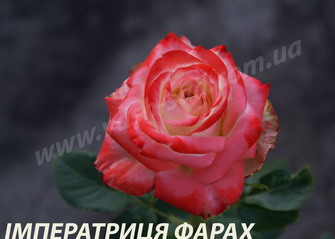декоративні троянди