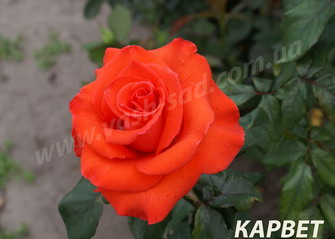 гібридні троянди, фото